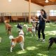 Best Dog Day Care & Training Near Me | Local Options | My Caring Dog – Tips, Stories, and Care Guides for Loving Pet Owners