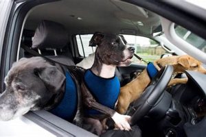 Cars For Dogs To Drive | My Caring Dog – Tips, Stories, and Care Guides for Loving Pet Owners