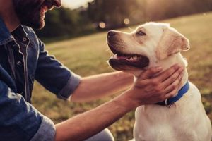 Easiest Dogs to Take Care Of: Top Breeds | My Caring Dog – Tips, Stories, and Care Guides for Loving Pet Owners
