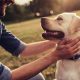 Easiest Dogs to Take Care Of: Top Breeds | My Caring Dog – Tips, Stories, and Care Guides for Loving Pet Owners