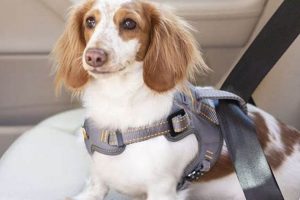 Top 5 Dog Car Safety Harnesses: Ultimate Guide | My Caring Dog – Tips, Stories, and Care Guides for Loving Pet Owners