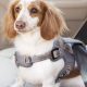 Top 5 Dog Car Safety Harnesses: Ultimate Guide | My Caring Dog – Tips, Stories, and Care Guides for Loving Pet Owners