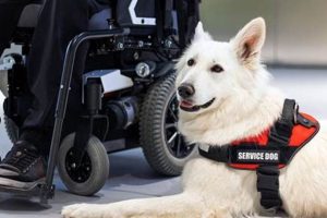 Can You Make Your Dog a Service Dog? A Guide | My Caring Dog – Tips, Stories, and Care Guides for Loving Pet Owners