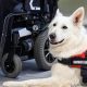 Can You Make Your Dog a Service Dog? A Guide | My Caring Dog – Tips, Stories, and Care Guides for Loving Pet Owners