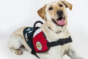Getting a Service Dog for PTSD: A Guide | My Caring Dog – Tips, Stories, and Care Guides for Loving Pet Owners