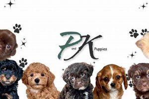 Best P and K Puppy Products for Car Dogs My Caring Dog – Tips, Stories, and Care Guides for Loving Pet Owners Best P and K Puppy Products for Car Dogs | My Caring Dog – Tips, Stories, and Care Guides for Loving Pet Owners
