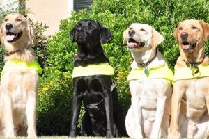 Southwest Guide Dogs My Caring Dog – Tips, Stories, and Care Guides for Loving Pet Owners Southwest Guide Dogs | My Caring Dog – Tips, Stories, and Care Guides for Loving Pet Owners