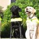 Southwest Guide Dogs | My Caring Dog – Tips, Stories, and Care Guides for Loving Pet Owners
