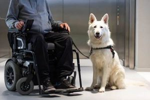 Become a Service Dog Trainer: Your Guide | My Caring Dog – Tips, Stories, and Care Guides for Loving Pet Owners