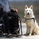Become a Service Dog Trainer: Your Guide | My Caring Dog – Tips, Stories, and Care Guides for Loving Pet Owners