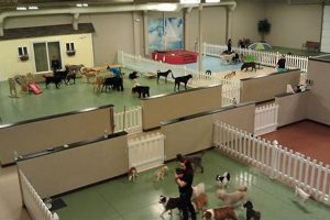 Start a Dog Daycare: Your Ultimate Guide | My Caring Dog – Tips, Stories, and Care Guides for Loving Pet Owners