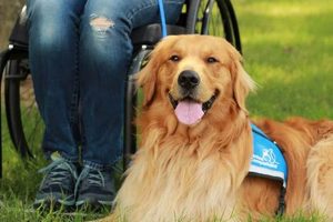 The Ultimate Guide to Canine Companions for Cars | My Caring Dog – Tips, Stories, and Care Guides for Loving Pet Owners