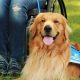The Ultimate Guide to Canine Companions for Cars | My Caring Dog – Tips, Stories, and Care Guides for Loving Pet Owners
