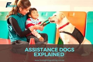 Best Car Dog Support & Accessories My Caring Dog – Tips, Stories, and Care Guides for Loving Pet Owners Best Car Dog Support & Accessories | My Caring Dog – Tips, Stories, and Care Guides for Loving Pet Owners