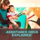 Best Car Dog Support & Accessories | My Caring Dog – Tips, Stories, and Care Guides for Loving Pet Owners