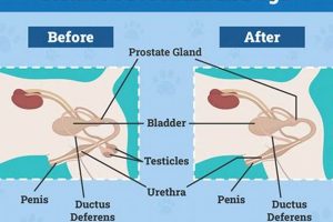 Neutered Dog Care: Tips for a Smooth Recovery | My Caring Dog – Tips, Stories, and Care Guides for Loving Pet Owners