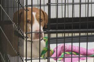 Best Dog Shelters in St. Louis, MO | My Caring Dog – Tips, Stories, and Care Guides for Loving Pet Owners