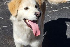 Find Lost Dogs in Lake County, IL Quickly My Caring Dog – Tips, Stories, and Care Guides for Loving Pet Owners Find Lost Dogs in Lake County, IL Quickly | My Caring Dog – Tips, Stories, and Care Guides for Loving Pet Owners