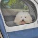 Best Dog Car Carriers: Safe & Secure Travel | My Caring Dog – Tips, Stories, and Care Guides for Loving Pet Owners