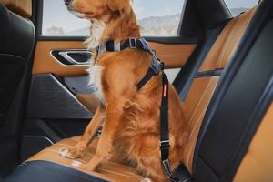 Best Dog Car Seat Belts: Safe & Secure Travel My Caring Dog – Tips, Stories, and Care Guides for Loving Pet Owners Best Dog Car Seat Belts: Safe & Secure Travel | My Caring Dog – Tips, Stories, and Care Guides for Loving Pet Owners