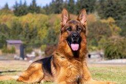 Trained Dogs | My Caring Dog – Tips, Stories, and Care Guides for Loving Pet Owners