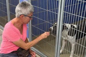 Top South Austin Dog Centers for Car Dogs | My Caring Dog – Tips, Stories, and Care Guides for Loving Pet Owners