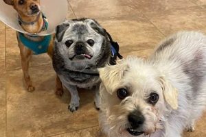 Best Senior Dog Care Near Me: Find Local Experts My Caring Dog – Tips, Stories, and Care Guides for Loving Pet Owners Best Senior Dog Care Near Me: Find Local Experts | My Caring Dog – Tips, Stories, and Care Guides for Loving Pet Owners