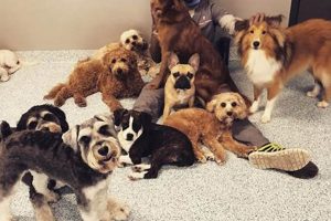 Average Dog Day Care Costs UK: 2023 Guide | My Caring Dog – Tips, Stories, and Care Guides for Loving Pet Owners