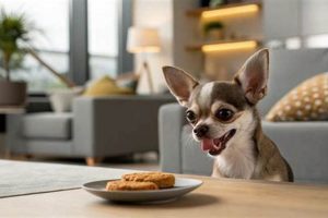 Do Dogs Know We Care? The Truth Revealed | My Caring Dog – Tips, Stories, and Care Guides for Loving Pet Owners