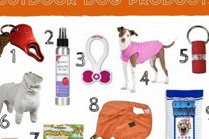 Essential Things Your Car Dog Needs | My Caring Dog – Tips, Stories, and Care Guides for Loving Pet Owners