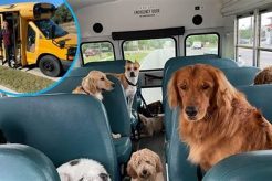 Reliable Dog Day Care Bus Services Near You My Caring Dog – Tips, Stories, and Care Guides for Loving Pet Owners Reliable Dog Day Care Bus Services Near You | My Caring Dog – Tips, Stories, and Care Guides for Loving Pet Owners
