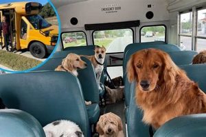 Reliable Dog Day Care Bus Services Near You | My Caring Dog – Tips, Stories, and Care Guides for Loving Pet Owners
