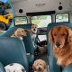 Reliable Dog Day Care Bus Services Near You | My Caring Dog – Tips, Stories, and Care Guides for Loving Pet Owners