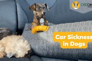 Best Tips for Dog Car Sickness Relief | My Caring Dog – Tips, Stories, and Care Guides for Loving Pet Owners