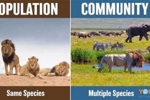 Animals Community | My Caring Dog – Tips, Stories, and Care Guides for Loving Pet Owners