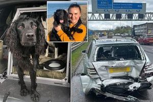 Dog In Car Crash | My Caring Dog – Tips, Stories, and Care Guides for Loving Pet Owners