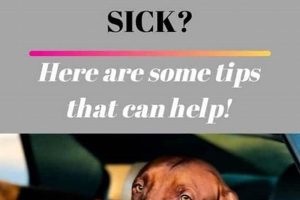 Dog Car Sickness: Help My Dog! | My Caring Dog – Tips, Stories, and Care Guides for Loving Pet Owners