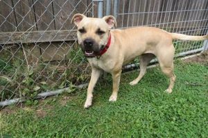 Adopt a Car Buddy: Des Plaines Animal Shelter My Caring Dog – Tips, Stories, and Care Guides for Loving Pet Owners Adopt a Car Buddy: Des Plaines Animal Shelter | My Caring Dog – Tips, Stories, and Care Guides for Loving Pet Owners