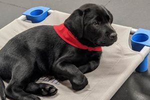 Best Dog Day Care in Santa Fe, NM | Top Choices | My Caring Dog – Tips, Stories, and Care Guides for Loving Pet Owners