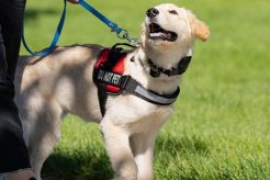 Complete Service Dog Training Guide for Your Dog | My Caring Dog – Tips, Stories, and Care Guides for Loving Pet Owners