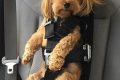 Top 5 Best Dog Harnesses for Car Seats in 2024 | My Caring Dog – Tips, Stories, and Care Guides for Loving Pet Owners