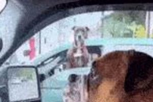 Dog Scared Of Car Rides | My Caring Dog – Tips, Stories, and Care Guides for Loving Pet Owners