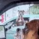 Dog Scared Of Car Rides | My Caring Dog – Tips, Stories, and Care Guides for Loving Pet Owners