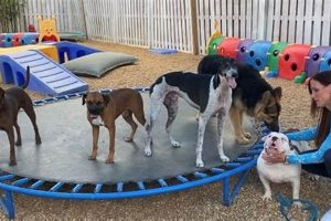 Top Dog Day Care in Delray Beach, FL | My Caring Dog – Tips, Stories, and Care Guides for Loving Pet Owners