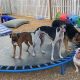 Top Dog Day Care in Delray Beach, FL | My Caring Dog – Tips, Stories, and Care Guides for Loving Pet Owners