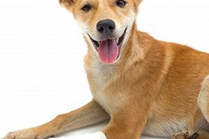 Dog Broken Leg: Home Care & Recovery Guide | My Caring Dog – Tips, Stories, and Care Guides for Loving Pet Owners