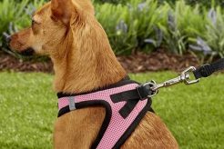 Top Dog Harnesses for Safe Walks & Car Rides | My Caring Dog – Tips, Stories, and Care Guides for Loving Pet Owners