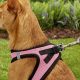 Top Dog Harnesses for Safe Walks & Car Rides | My Caring Dog – Tips, Stories, and Care Guides for Loving Pet Owners