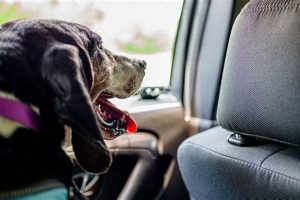 Top Dog-Friendly Car Services in NYC | My Caring Dog – Tips, Stories, and Care Guides for Loving Pet Owners