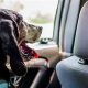 Top Dog-Friendly Car Services in NYC | My Caring Dog – Tips, Stories, and Care Guides for Loving Pet Owners